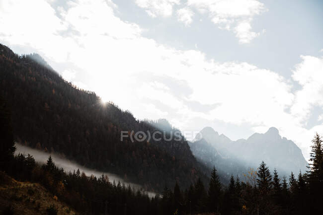Большие горы возле соснового леса в облачную погоду — стоковое фото