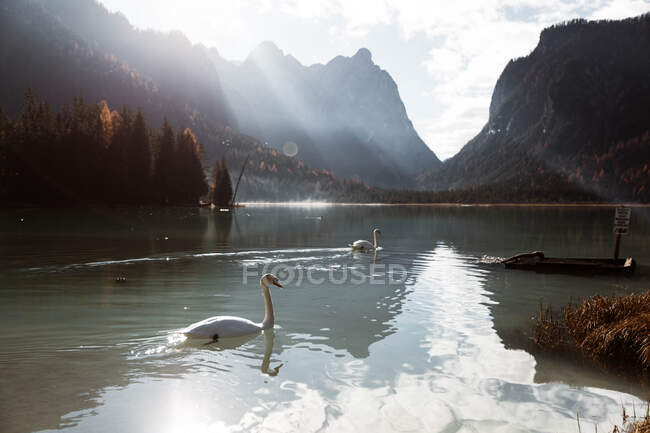 Лебеди в озере среди прекрасных лесов и гор — стоковое фото