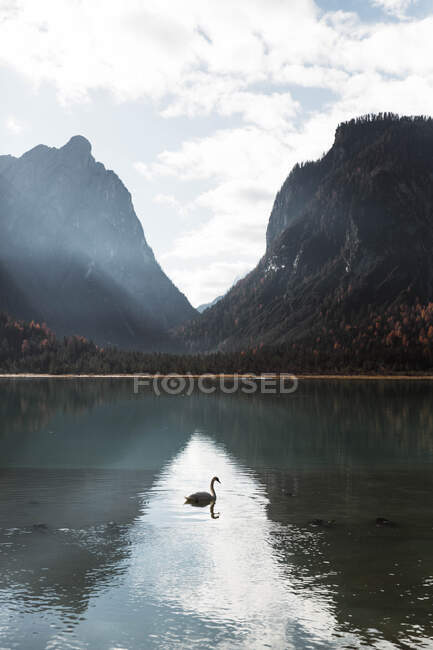 Cisnes en el lago en medio de hermosos bosques y montañas - foto de stock