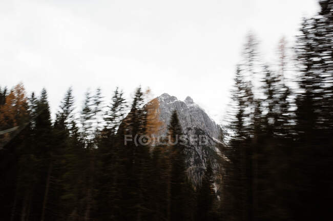 Grandi montagne vicino pineta sul tempo nuvoloso — Foto stock