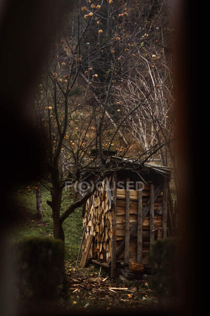 Grande quantité de bois de chauffage sec — Photo de stock