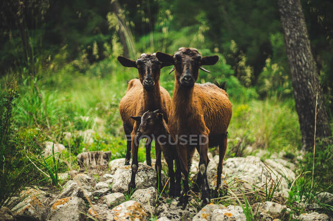 Дикие козы и ребенок, стоящие на камнях на размытом фоне зеленого леса в сельской местности — стоковое фото