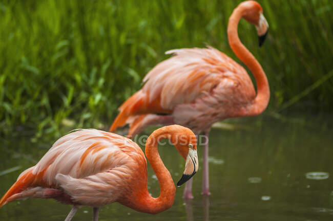 Flamingos cor-de-rosa selvagens em pé na água calma de um pequeno lago perto da costa verde gramada no campo — Fotografia de Stock