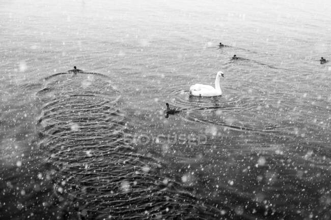 Черно-белый лебедь и маленькие цыплята плавают на спокойном пруду в снежный зимний день в сельской местности — стоковое фото