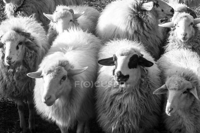 D'en haut groupe noir et blanc de moutons laineux marchant sur les pâturages dans la nature — Photo de stock