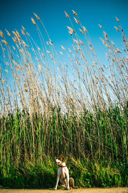 Щасливий собака, дивлячись далеко, як сидить біля високої зеленої трави в сонячний день в природі — стокове фото