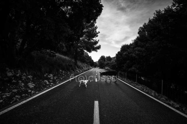 Black and white shot of dog and donkey meeting on asphalt road on cloudy daytime in countryside — Stock Photo