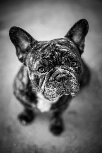 From above black and white shot of French Bulldog sitting on ground and looking in camera — Stock Photo