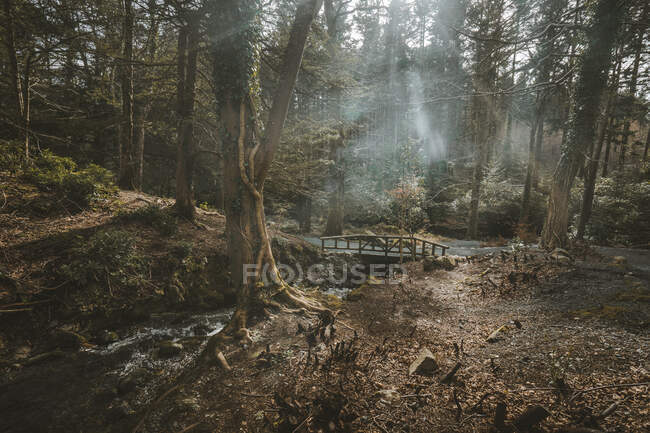Деревянный пешеходный мост через небольшую реку, протекающую через туманный лес с деревьями, покрытыми плющом и солнечными лучами, прорывающимися сквозь туман в лесопарке Толлимор в Ирландии — стоковое фото
