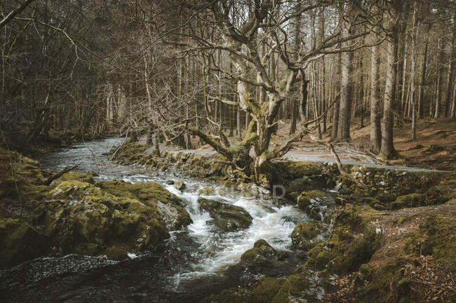 Spring landscape of forest park with small raging river flowing among old trees and stones covered with moss in Northern Ireland — Stock Photo