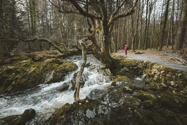 Paisaje primaveral de parque forestal con un pequeño río que fluye entre árboles viejos y piedras cubiertas de musgo en Irlanda del Norte - foto de stock