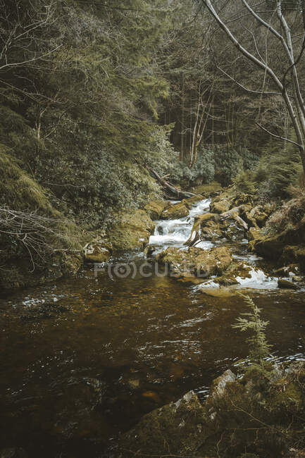 Весенний пейзаж лесного парка с небольшой бушующей рекой, протекающей среди старых деревьев и камней, покрытых мхом в Северной Ирландии — стоковое фото
