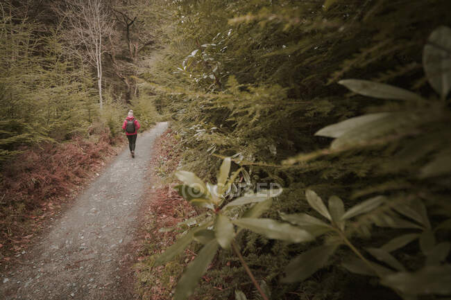 Vue arrière du touriste avec sac à dos randonnée sur le sentier dans le parc forestier au début du printemps en Irlande du Nord — Photo de stock