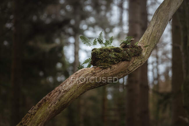 Dry branch of old tree with piece of moss and young fern sprouts growing from moss with blurred trees in background in forest park in Northern Ireland — Stock Photo