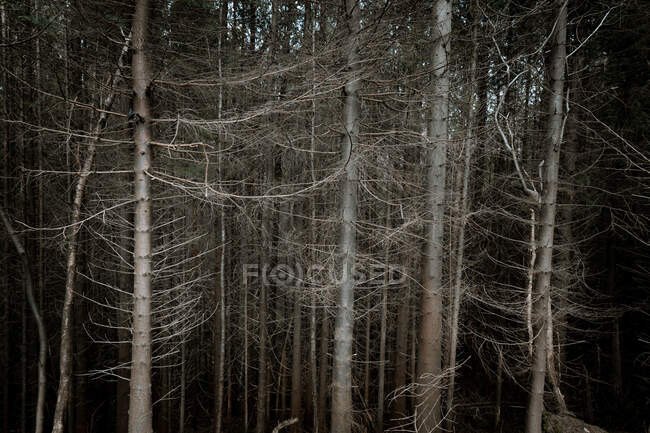 Árvores altas e sem folhas numa floresta na Irlanda do Norte — Fotografia de Stock