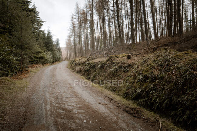 Гравійний ліс, що веде через тихий весняний парк з високими безчеревними деревами і зеленою травою в Північній Ірландії. — стокове фото