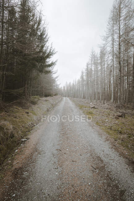 Sentiero forestale di ghiaia che conduce attraverso un tranquillo parco primaverile silenzioso con alberi senza foglie e erba verde in Irlanda del Nord — Foto stock