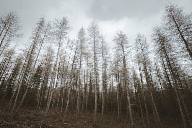 Árvores altas e sem folhas numa floresta na Irlanda do Norte — Fotografia de Stock
