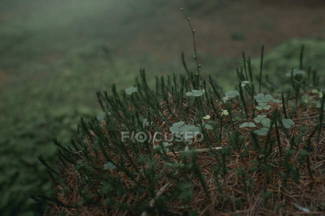 Brotos verdes jovens de trevo e plantas de rabo de cavalo crescendo em hummock marrom no início da primavera parque florestal na Irlanda do Norte — Fotografia de Stock