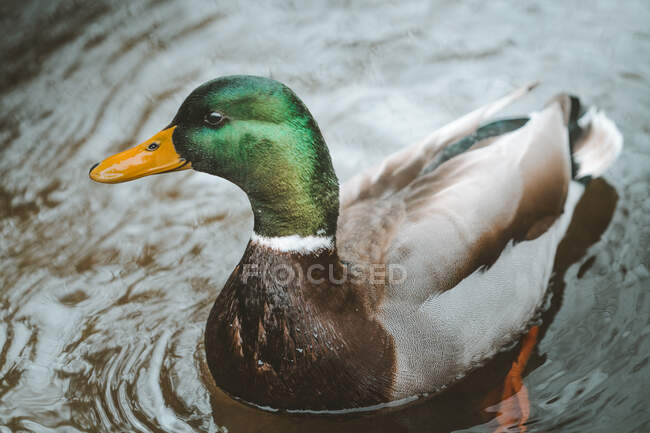 Graceful mallard duck swimming in dark water with ripples in Tollymore Forest Park on Northern Ireland — Stock Photo