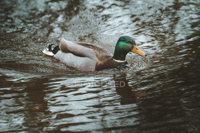Canard colvert gracieux nageant dans les eaux sombres avec des ondulations dans le parc forestier Tollymore sur l'Irlande du Nord — Photo de stock