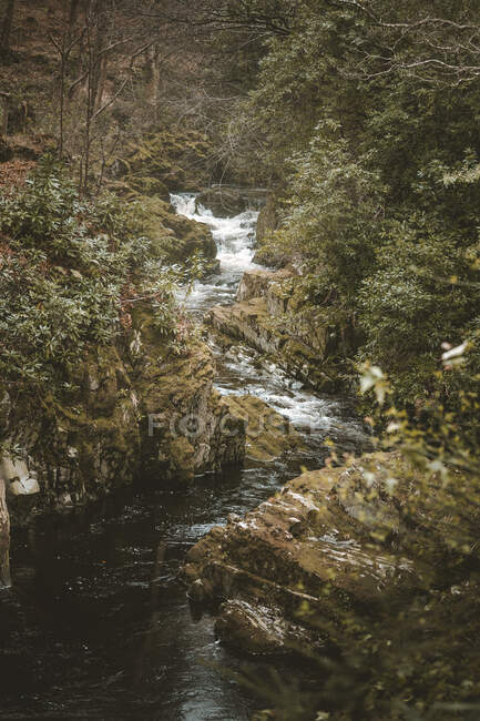 Весняний пейзаж лісового парку з невеликою бурхливою річкою, що тече серед старих дерев і каменів, вкритих мохом у Північній Ірландії. — стокове фото