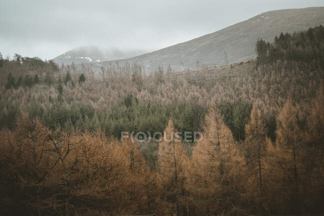 Paysage calme de la vallée avec forêt mixte et montagnes brumeuses avec un peu de neige sur les pentes par temps nuageux sombre en Irlande du Nord — Photo de stock