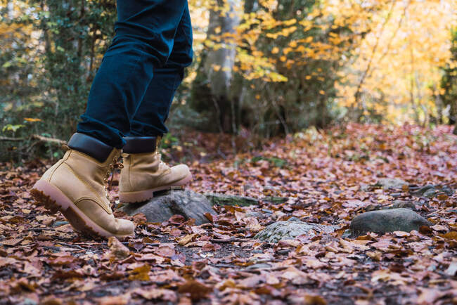 Gambe nel grano in jeans e stivali marroni di escursionista su roccioso lustrino d'oro percorso foglie cadute con foresta autunnale su sfondo — Foto stock