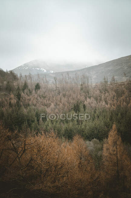 Paesaggio tranquillo di valle con foresta mista e montagne nebbiose con un po 'di neve sulle piste in giornata torbida cupa in Irlanda del Nord — Foto stock