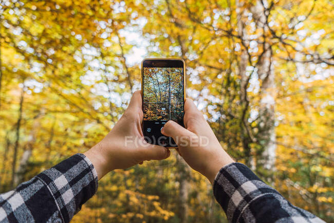De baixo de mãos de colheita em camisa xadrez tirando foto de árvores de outono no telefone celular com madeiras no fundo borrado — Fotografia de Stock