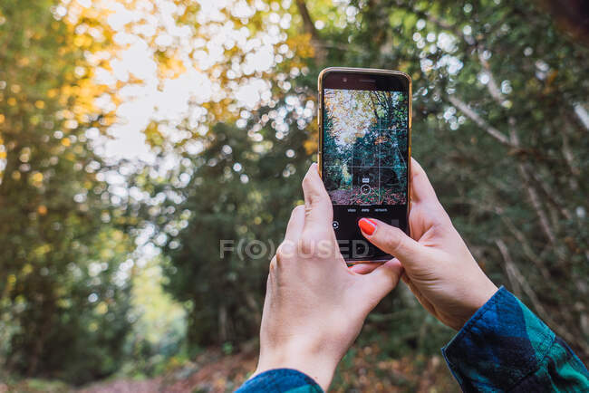 From below of crop hands in plaid shirt taking photo of autumn trees on mobile phone with woods on blurred background — Stock Photo