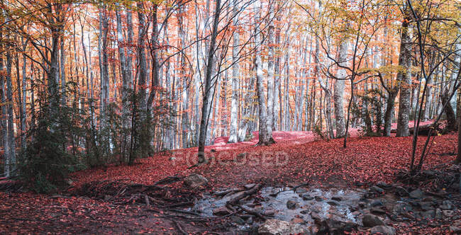 Belle forêt d'automne avec des feuilles dorées sur les grands arbres tombés feuillage rouge bois de pins verts et petit ruisseau à bascule — Photo de stock