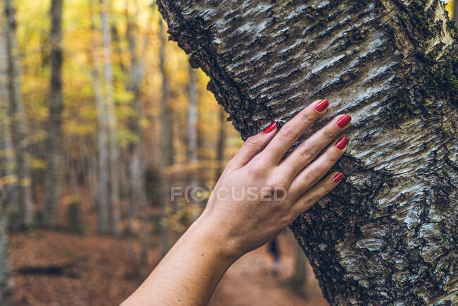 Coltiva tenera mano femminile con unghie rosse toccando barchetta ruvida di albero con foresta autunnale dorata su sfondo sfocato — Foto stock
