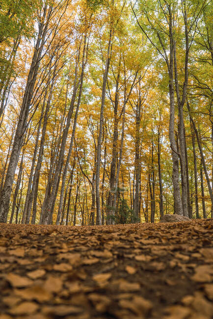 Arbres parmi les feuilles tombées colorées pailletées au sol avec forêt d'automne sur fond flou — Photo de stock