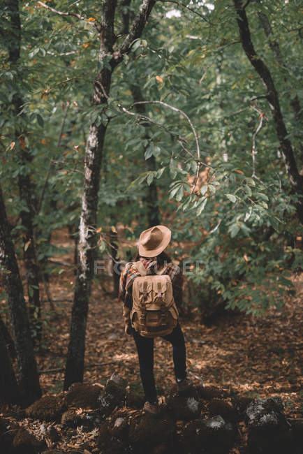 Back view of anonymous woman with backpack adjusting hat while traveling through green forest in nature — Stock Photo
