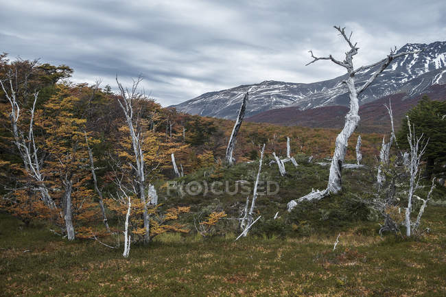 Thin bare dry tree trunks in valley with dry grass surrounded by snowy mountains under cloudy sky in Chile — Stock Photo