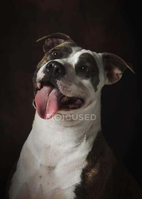 Strong attentive spotted Amstaff dog with tongue out — Stock Photo