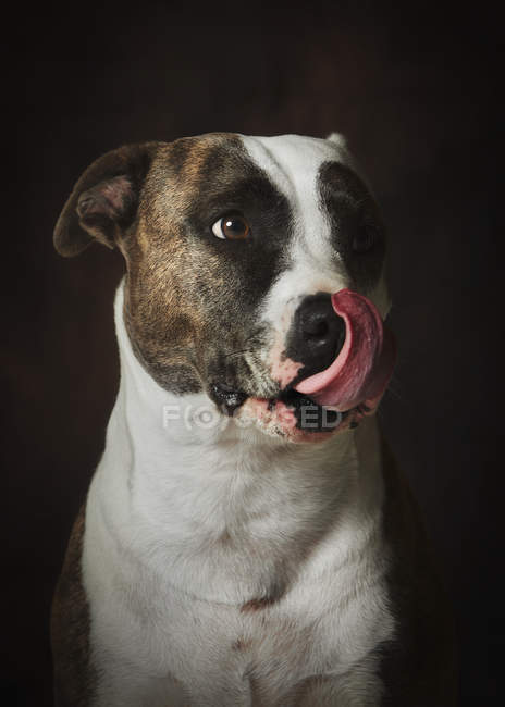 Сильний уважний плямистий собака Амстаф лиже ніс. — стокове фото
