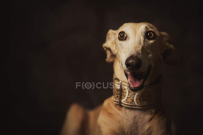 Gehorsamer brauner Langhund mit offenem Maul im trendigen breiten Halsband, der vor dunklem Hintergrund überrascht wegschaut — Stockfoto