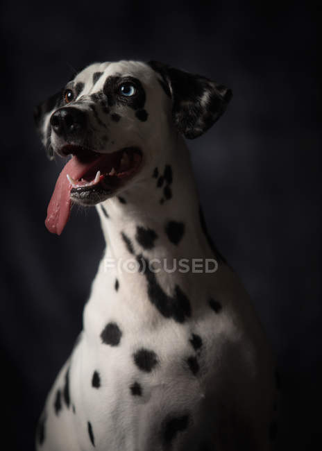 Calmo adulto interessado cão dálmata olhando para longe com a língua para fora — Fotografia de Stock
