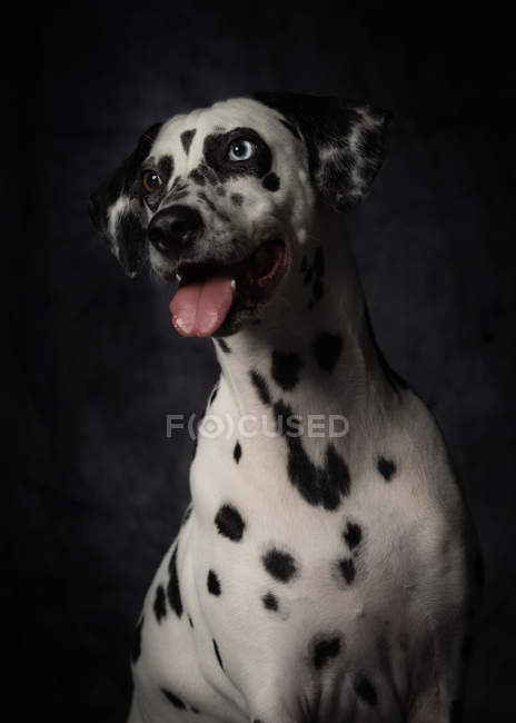 Gehorsamer gefleckter Dalmatiner-Hund mit offenem Maul und herausgestreckter Zunge schaut neugierig im Atelier weg — Stockfoto