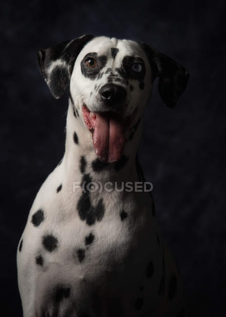 Calm adult interested Dalmatian dog with sticking out tongue looking in camera with curiosity in studio — Stock Photo