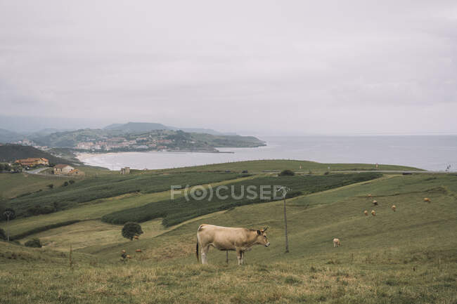 Vaca marrón pastando en verdes campos vacíos con pequeño pueblo a lo largo de la orilla del mar en el fondo de Comillas Cantabria en España - foto de stock