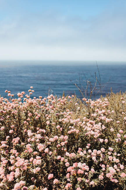 Flores cor-de-rosa na praia no dia brilhante — Fotografia de Stock