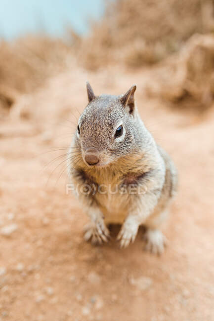 Fluffy adorable gopher on dry seashore in Big Sur , California — Stock Photo