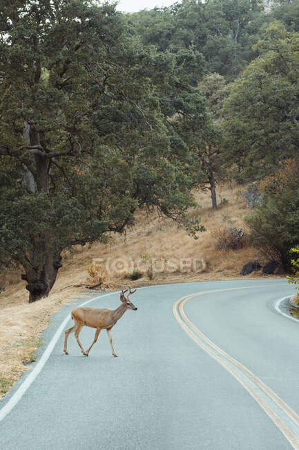 Pequeño ciervo saliendo del bosque y cruzando la carretera - foto de stock