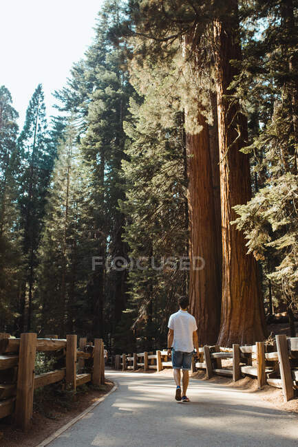 Viajando homem acordando no beco com árvores altas — Fotografia de Stock