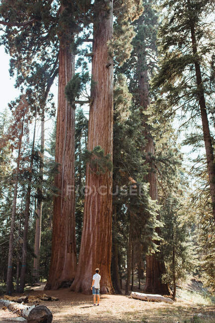 Viajando homem acordando no beco com árvores altas — Fotografia de Stock