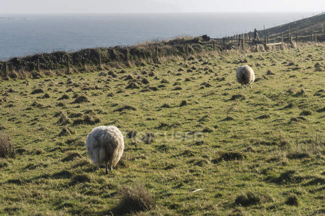 Pâturage de moutons blancs sur une colline avec de l'herbe verte de printemps en Irlande du Nord — Photo de stock