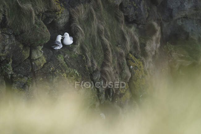 Coppia di uccelli selvatici grigi e bianchi che riposano in montagna — Foto stock